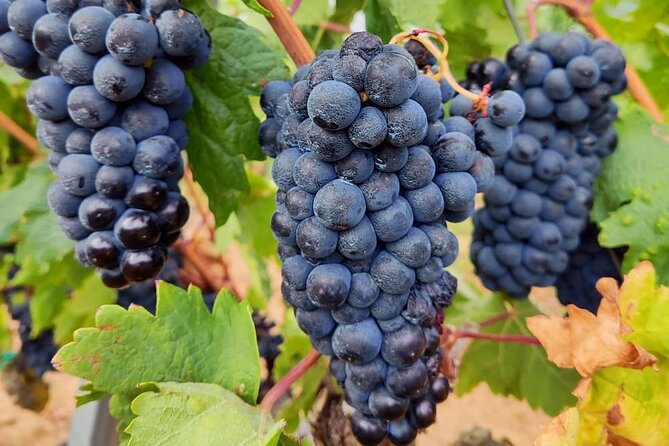 Marques de Riscal and Ysios Architecture Wine Tour w/Lunch, SS - Lunch Included in Laguardia: Three Courses, Wine, Dessert, and a Vegetarian Option