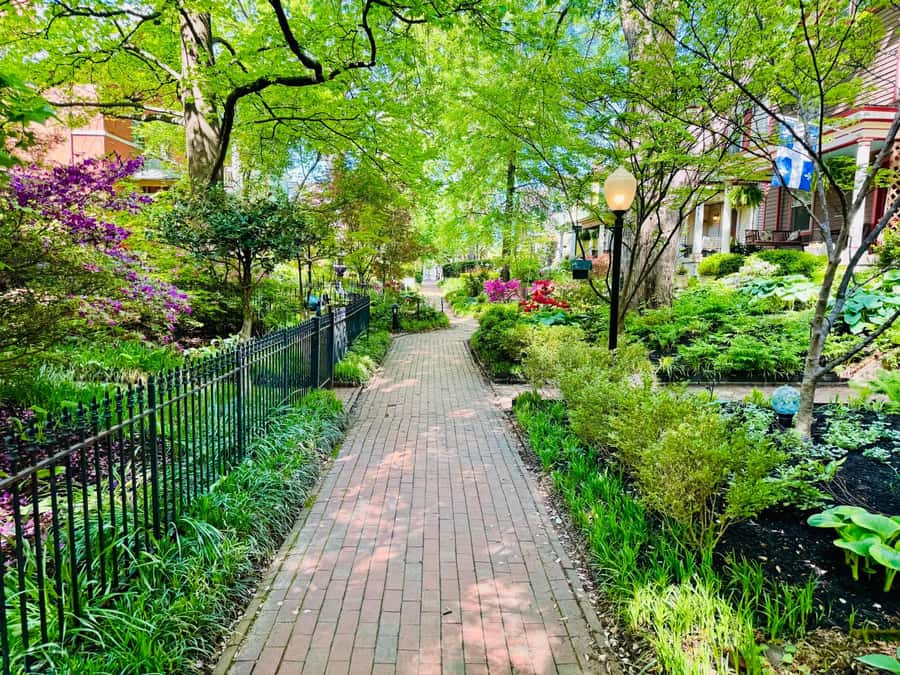 Old Louisville: History and Architecture Walking Tour - Price and value for a 1.5-hour guided architecture walk