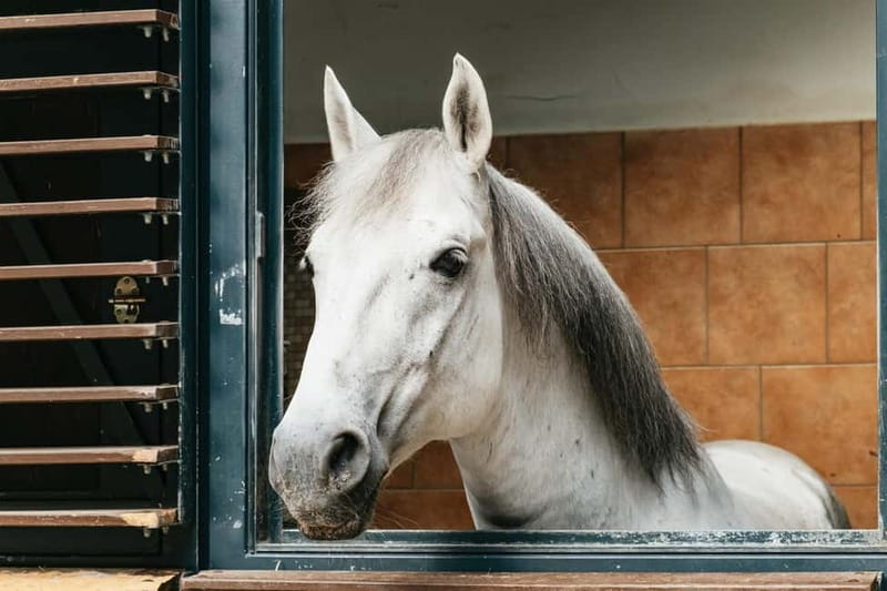 Vienna: Spanish Riding School Guided Architectural Tour - Where you start at Michaelerplatz 1 (and why it matters)